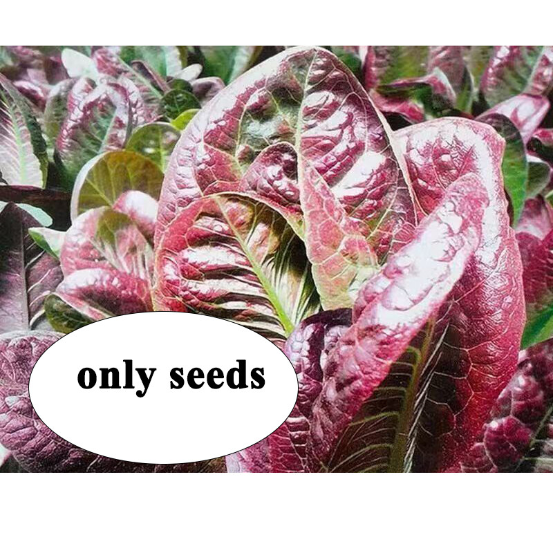 2000 RED ROMAINE LETTUCE seeds – HEIRLOOM – ORGANIC – NON GMO seeds