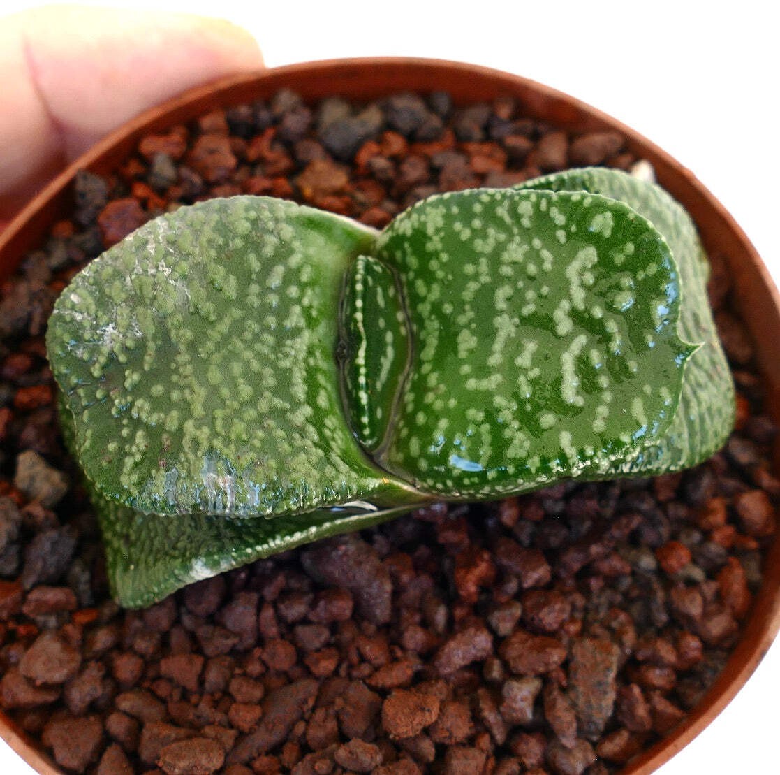 Gasteria armstrongii cv. ‘Pearl’ (EX. DE LONGHI CLONE) – Gasteria | Armstrong’s