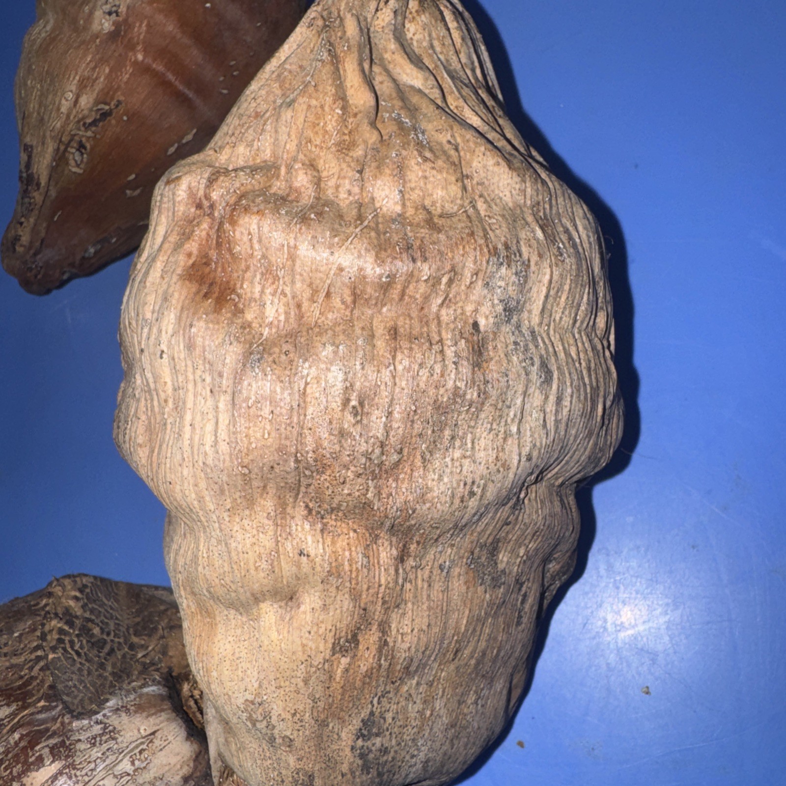 Lot Of 3 Large Coconut Jamaica Beach Whole Husk & Shell 7-9” organic texture