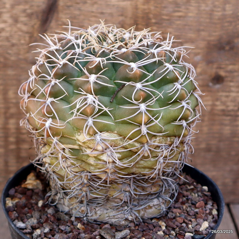 A7128 GYMNOCALYCIUM DENUDATUM pot14-H13-W12 cm MaMa Cactus