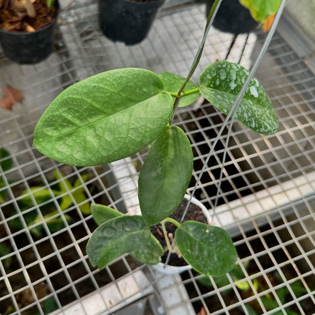 Hoya Onychoides Dark SP Papua Rare Tropical Wax Plant