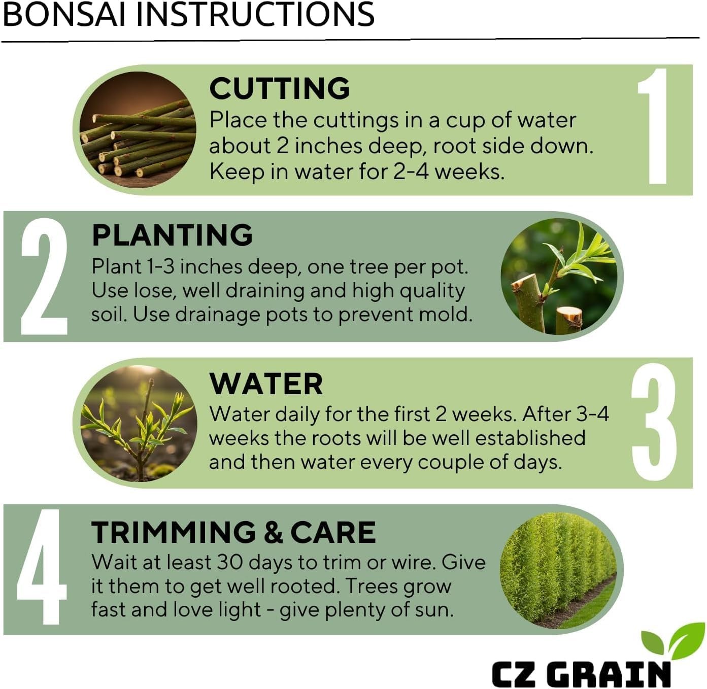 Eversong Weeping Willow Bonsai Tree Cutting to Grow – Thick Trunk Cutting – Grea