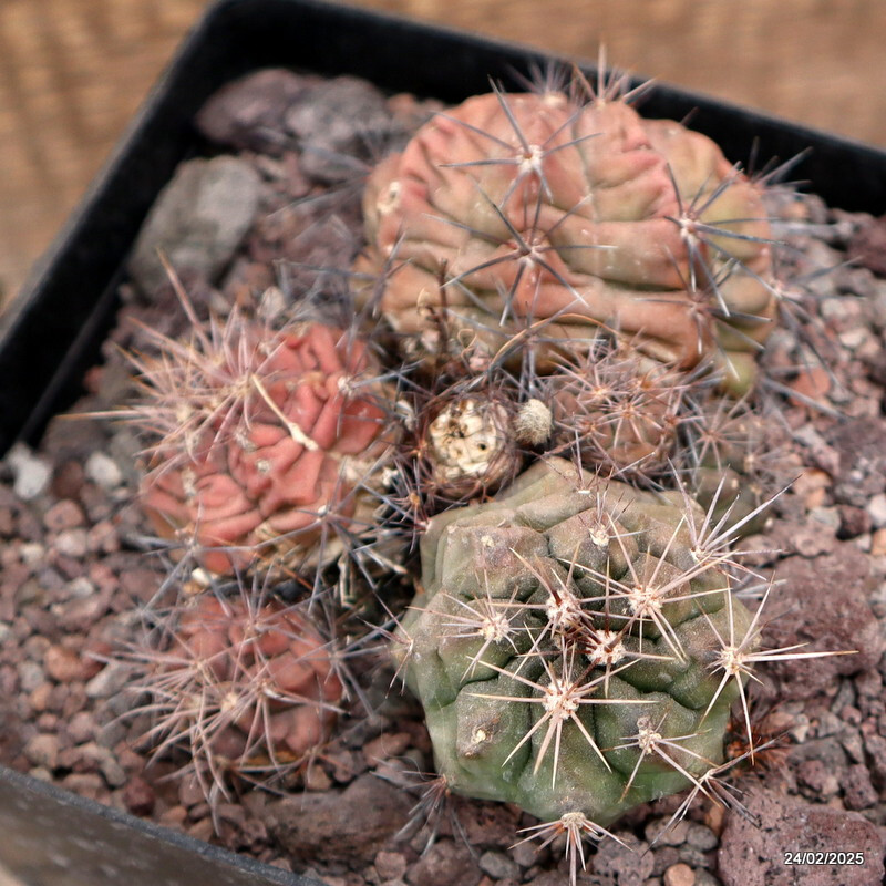 D3781 GYMNOCALYCIUM PAEDIOPHILUM pot14-H7-W13 cm MaMa cactus