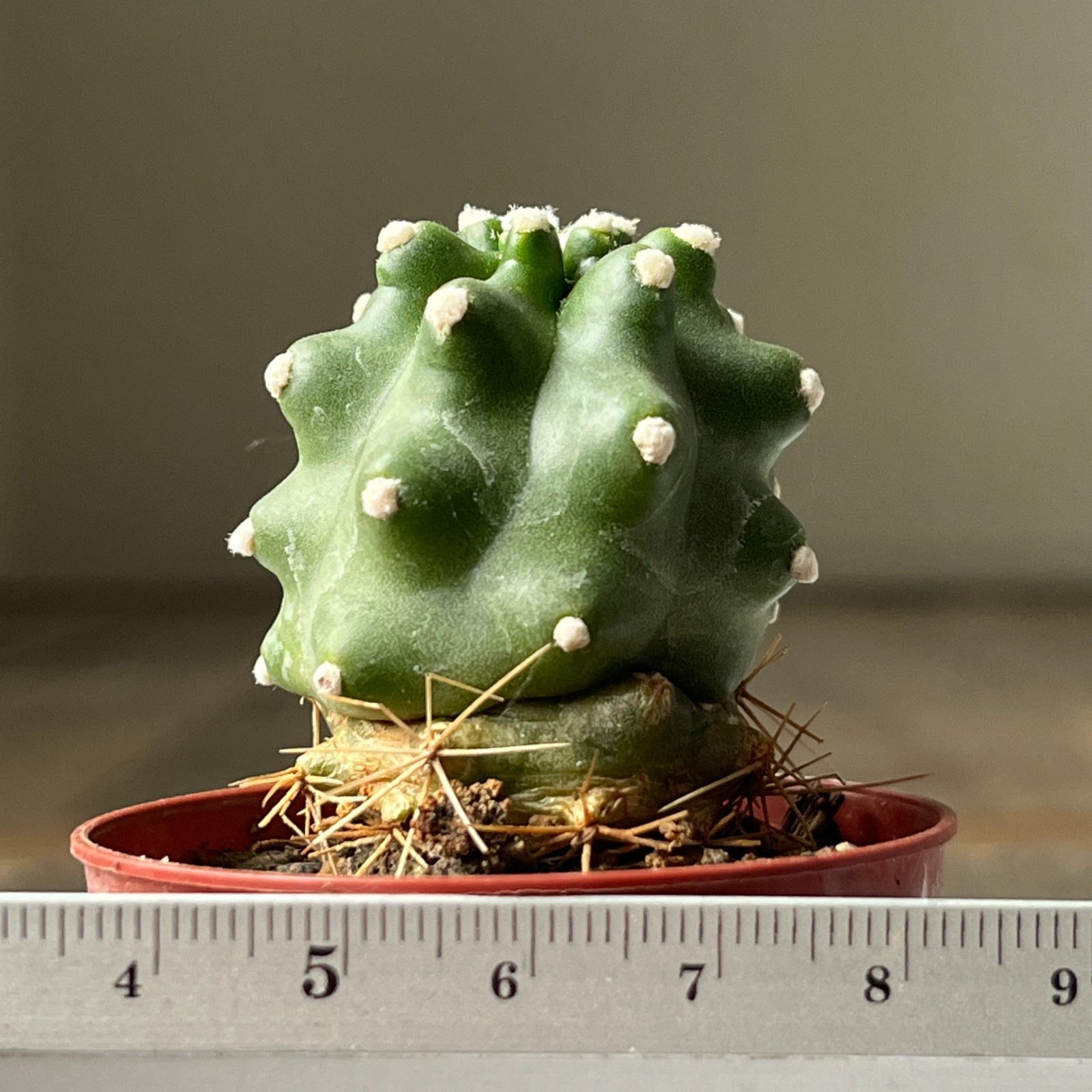 A17-304 Echinocereus v. perbella JRT 207, Ellis Co, OK, grafted