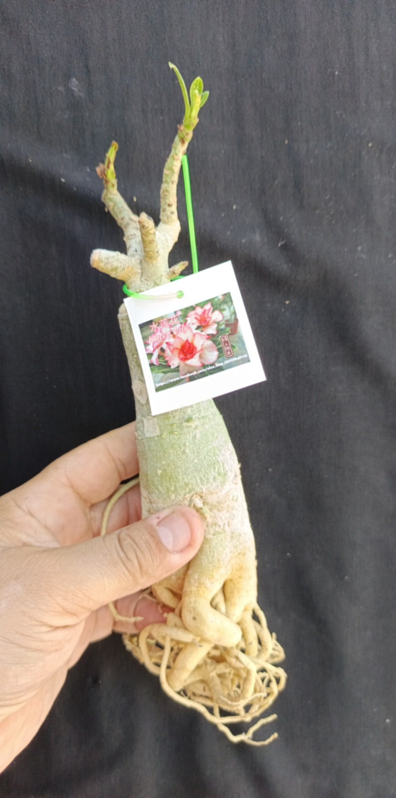adenium plant