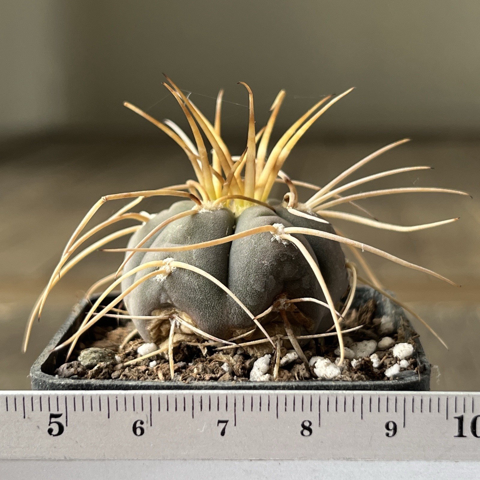 A12-495.G.cardenasianum, own root