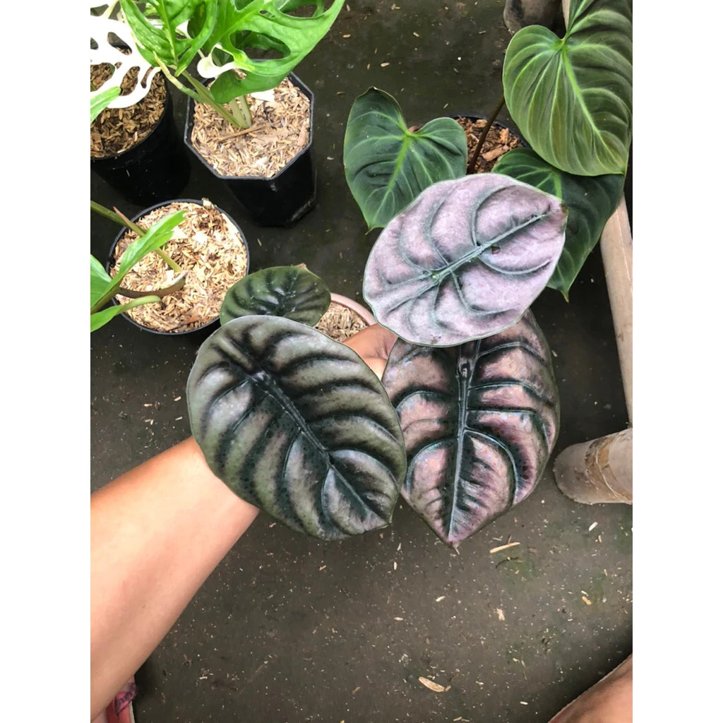 Alocasia Cuprea Rare Unique Live Tropical Plant PL105