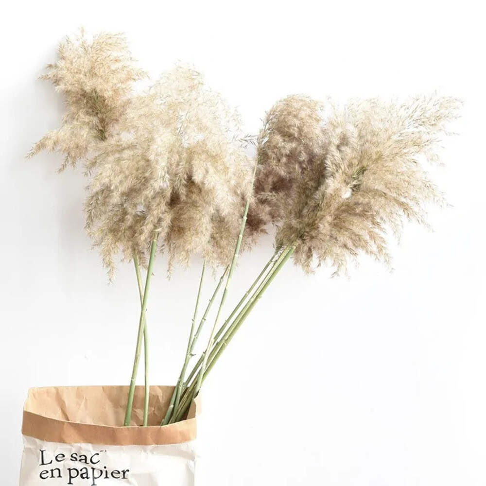 Pampas Grass Dried Decor Natural Home Boho Bouquet Decor, PCS for Stems White