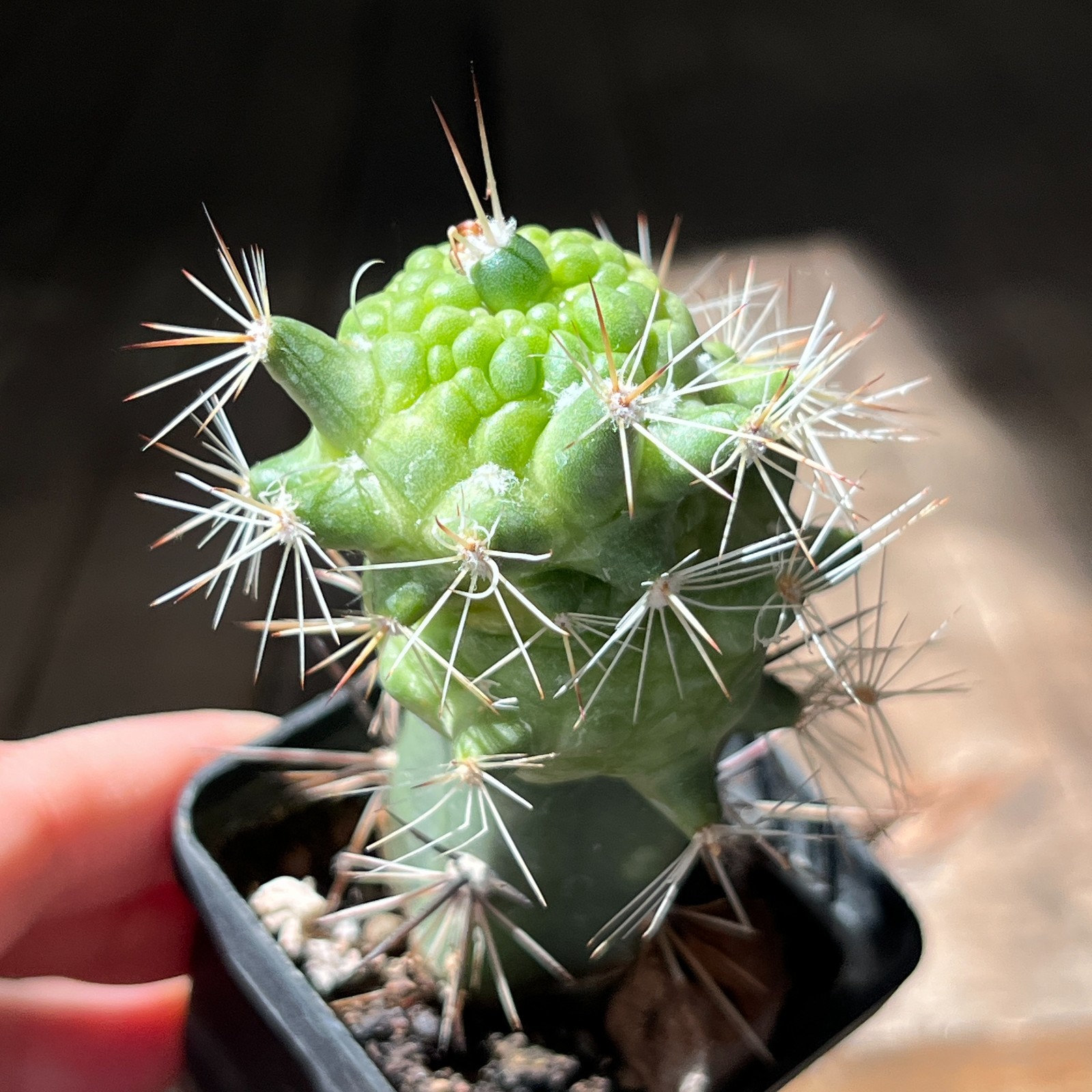 A30-1269 Mammillaria bocasana cv. ‘Fred’, grafted