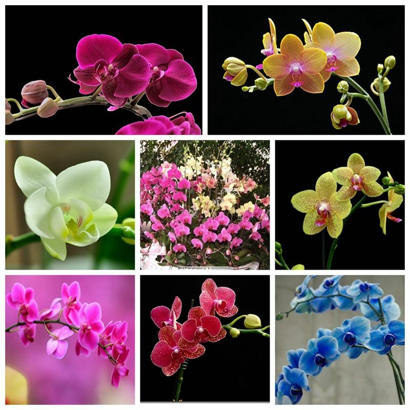 Phalaenopsis Moth Orchids Flower Seeds Multiple Color 100pcs/pack
