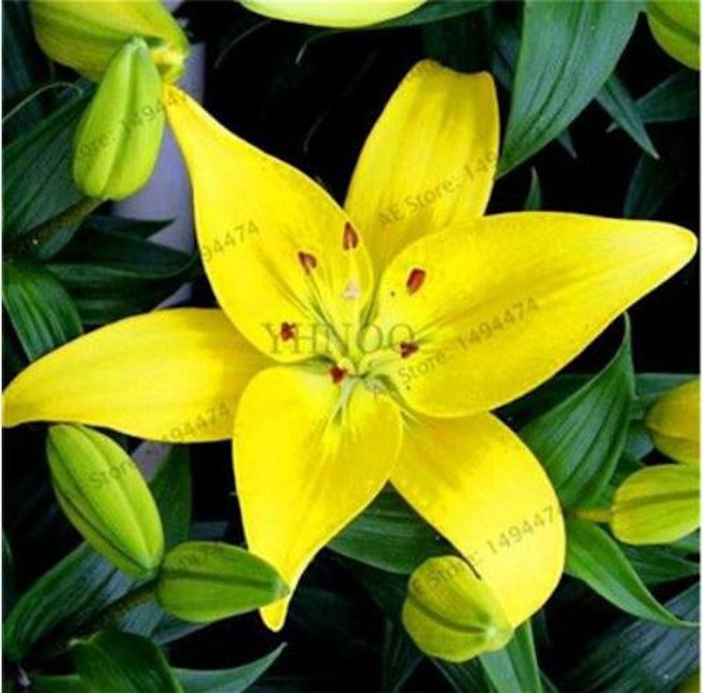 (10) LILY SEEDS rare exotic flower bloom home garden USA SELLER W/TRACKING