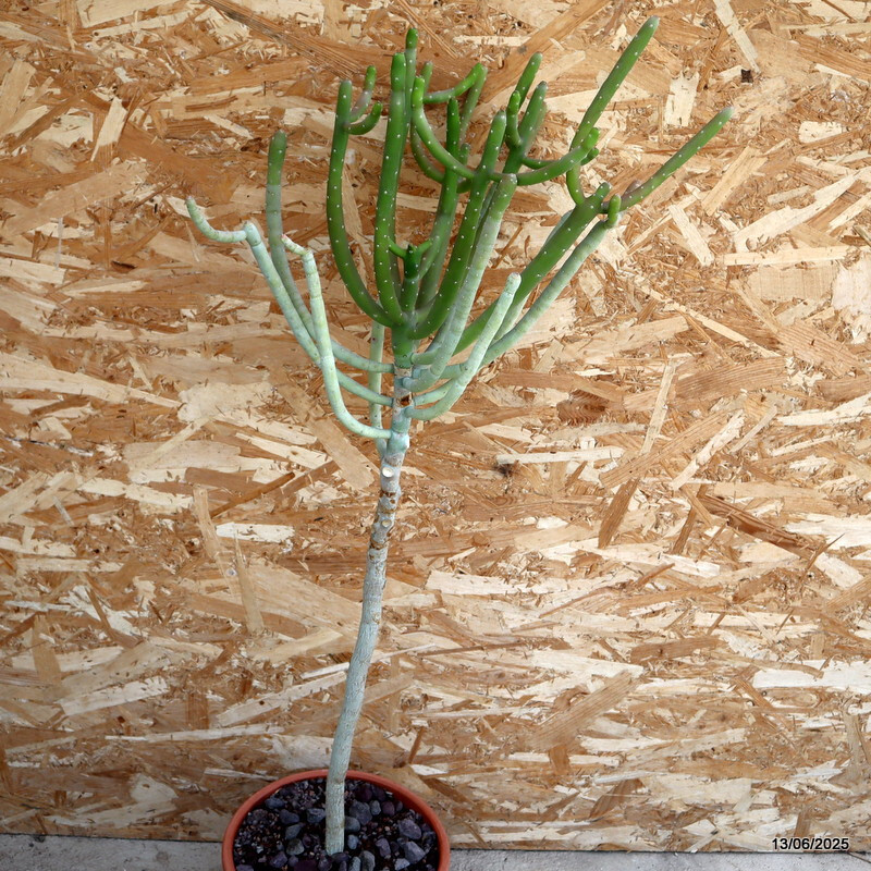 D4605 EUPHORBIA SP. pot24-H86-W45 cm MaMa Cactus