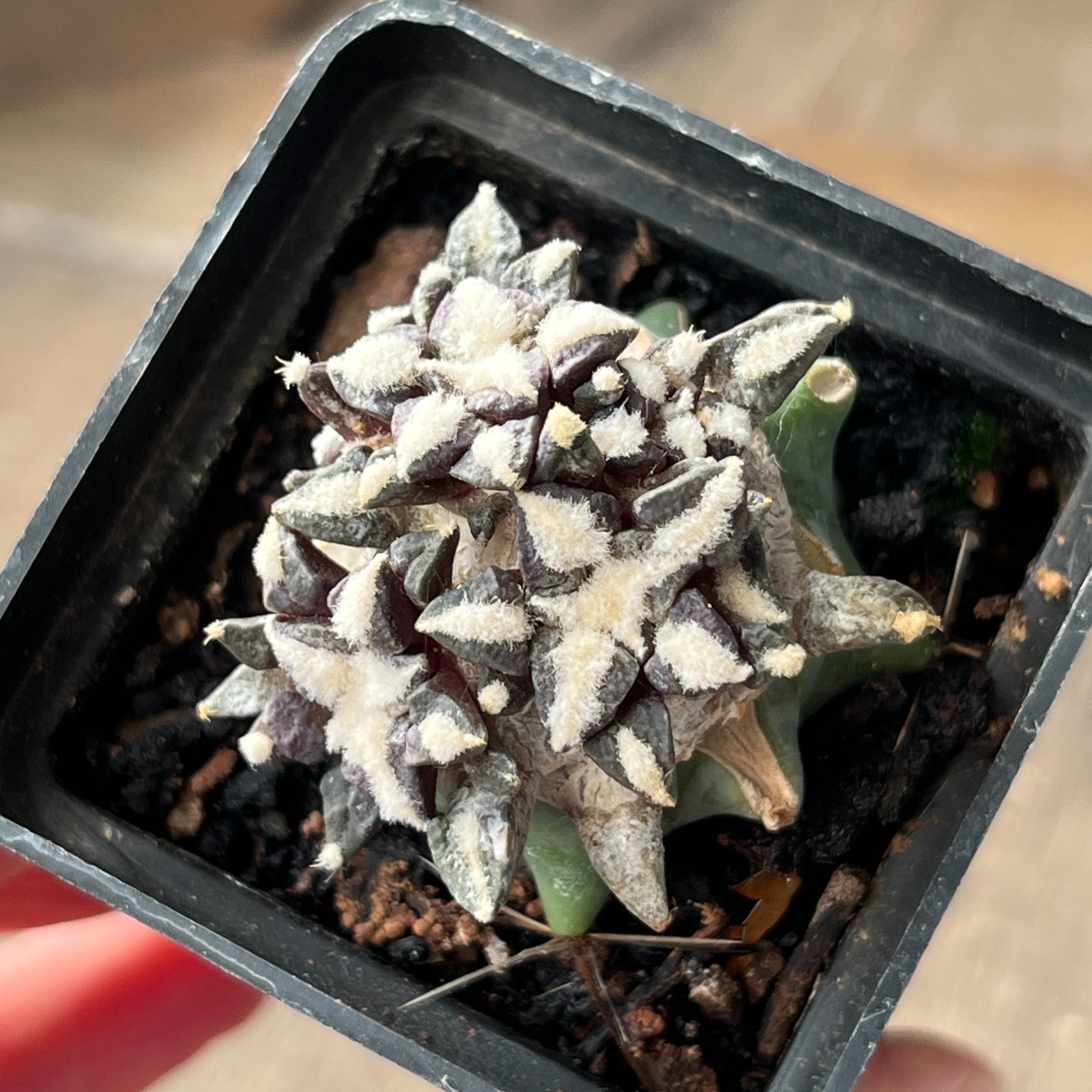 A32-278 Cactus kotscoubeyanus, VM526, S Lucio Blanco, Coa, grafted