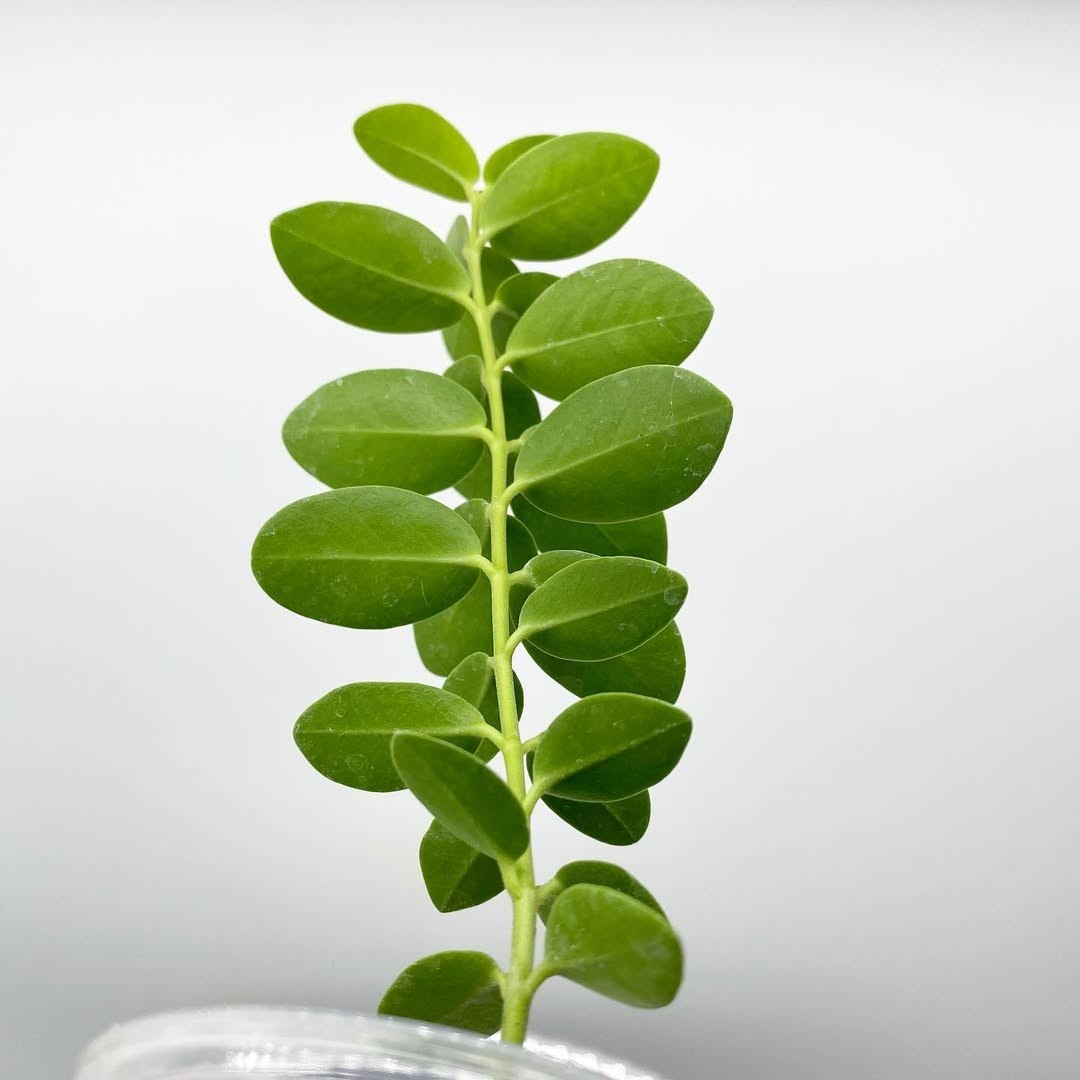 Hoya Cuminggiana Flava Rare Tropical Wax Plant