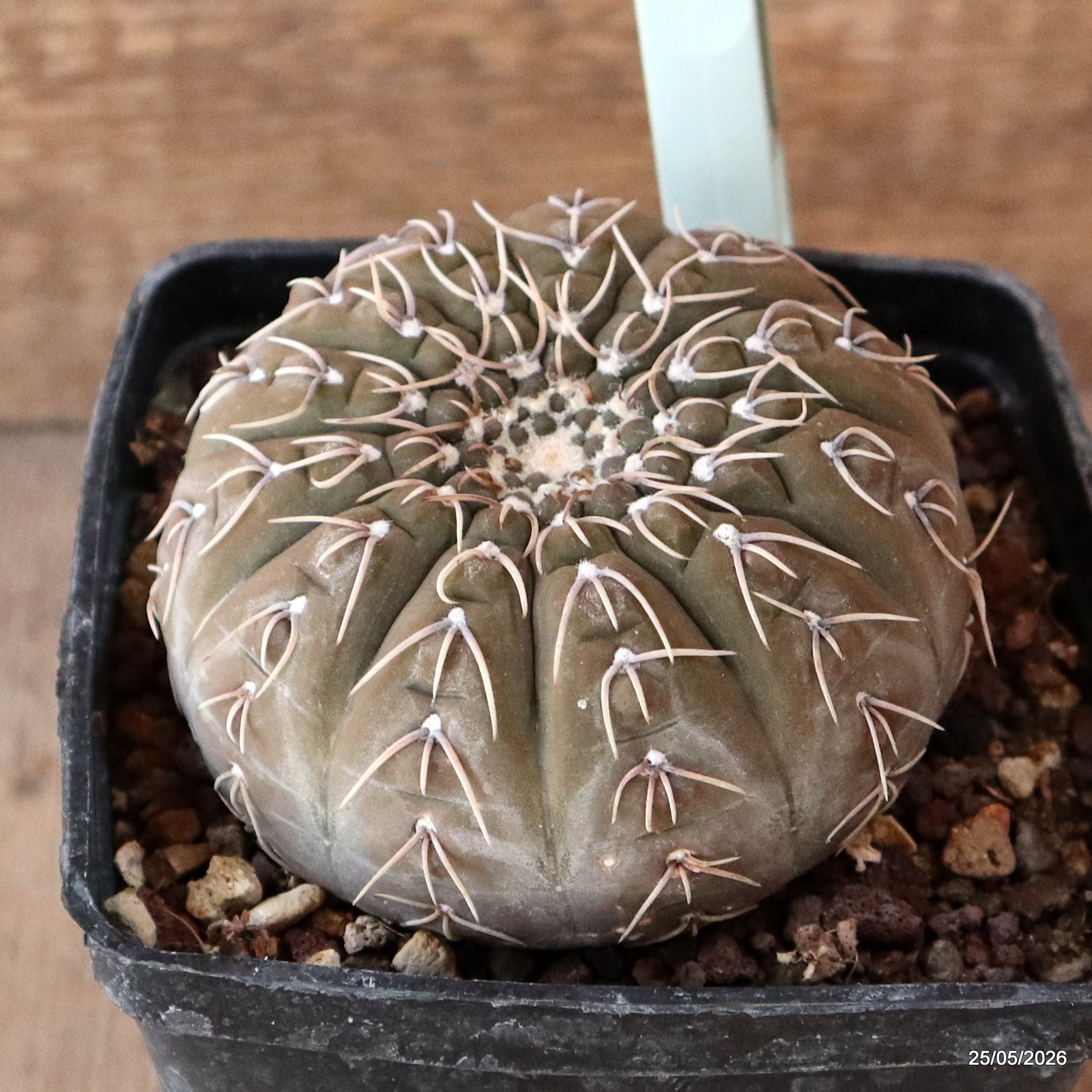 D5686 GYMNOCALYCIUM STELLATUM pot10-H5,5-W8,5 cm MaMa Cactus