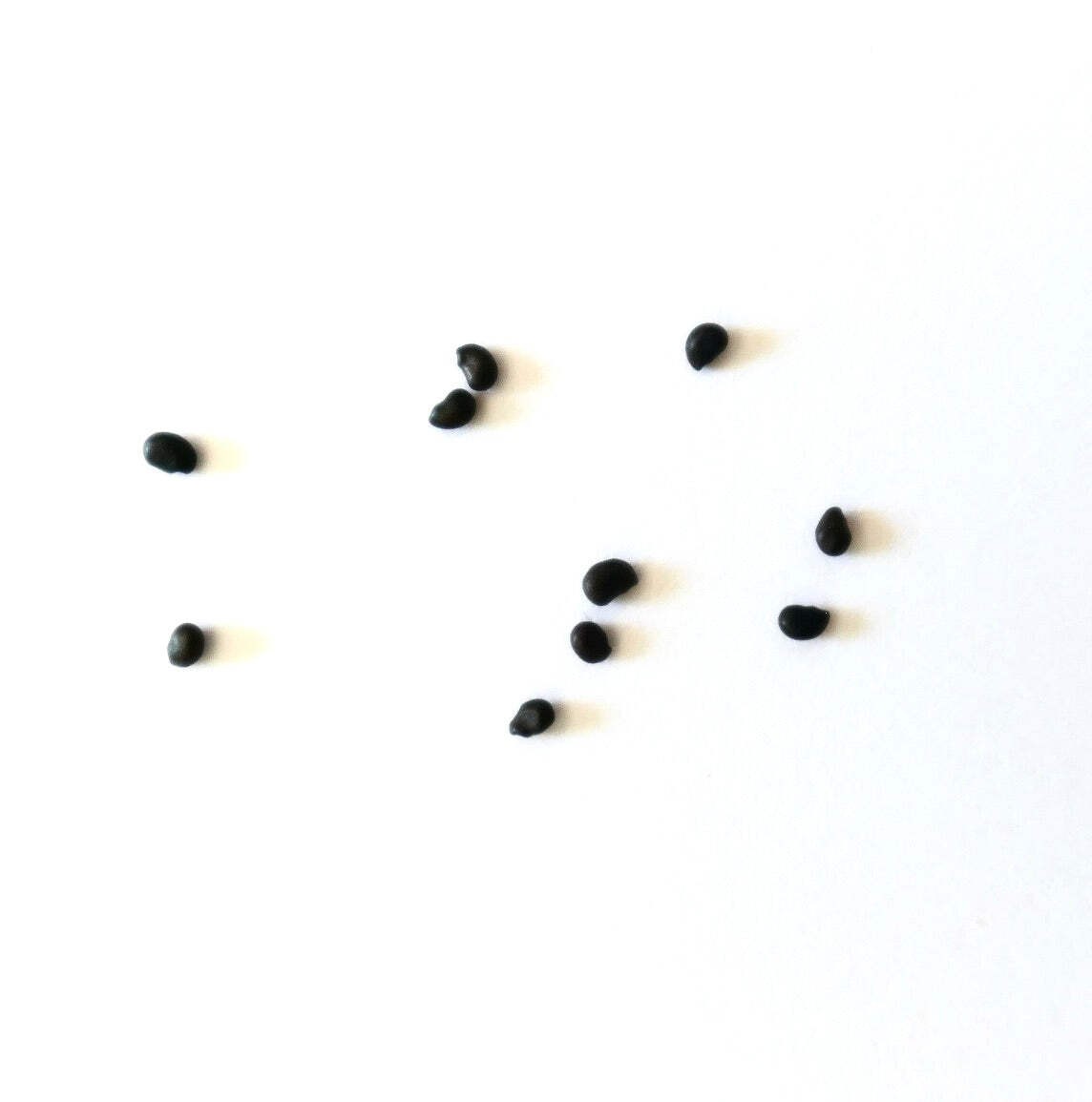 Ferocactus gracilis SEEDS – Fire Barrel Cactus