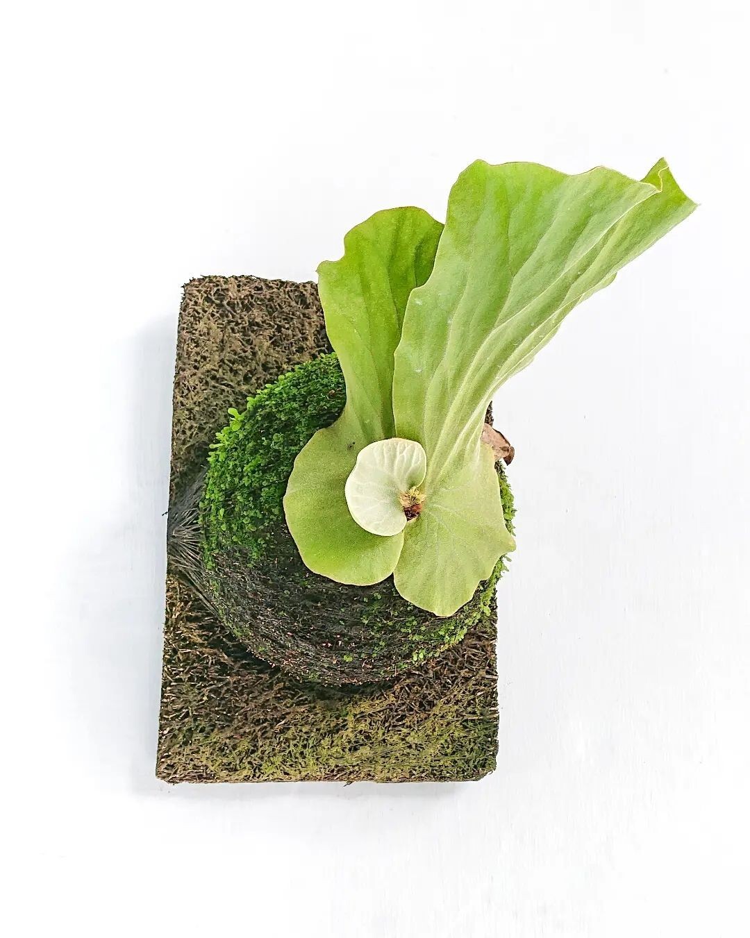 Platycerium Elephantotis + Phytosanitary Cert