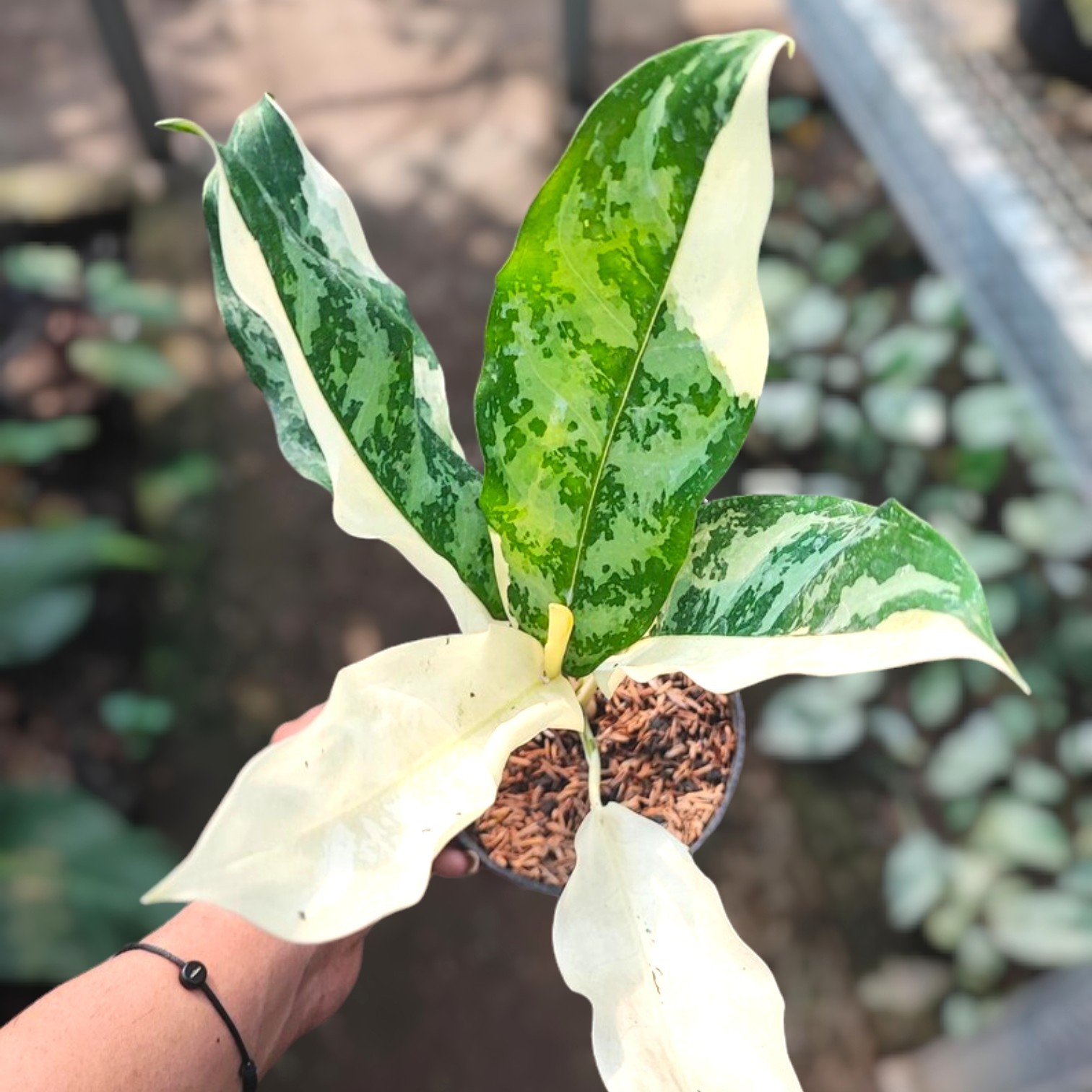 Aglaonema Comutatum Variegated Ornamental Plant