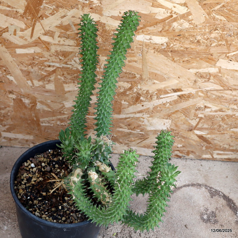 D4591 MONADENIUM REFLEXUM pot27-H43-W42 cm MaMa Cactus