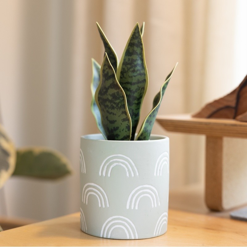 Tabletop Artificial Snake Plant in Rainbow Print Terracotta Pot Indoor Decor New