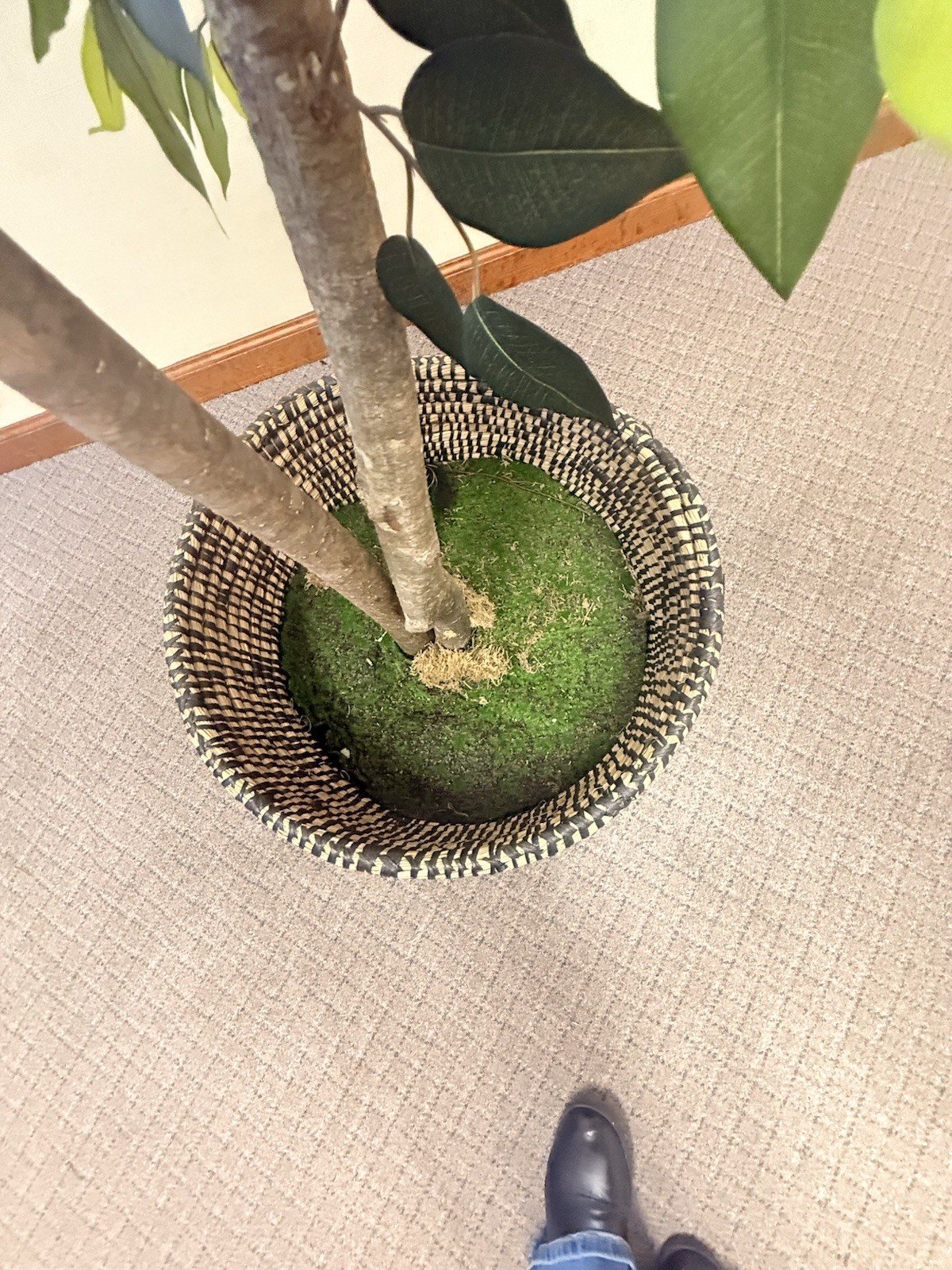 Tall Artificial Ficus Tree in Woven Basket Planter (Office/Home Decor)