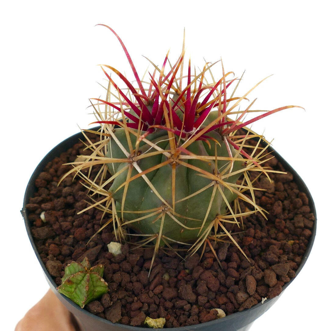 Ferocactus cylindraceus x rectispinus + Euphorbia – California barrel cactus | C