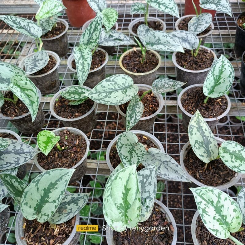 Scindapsus silver lady, Rare Variegated, Real Picture, Aroid Houseplant