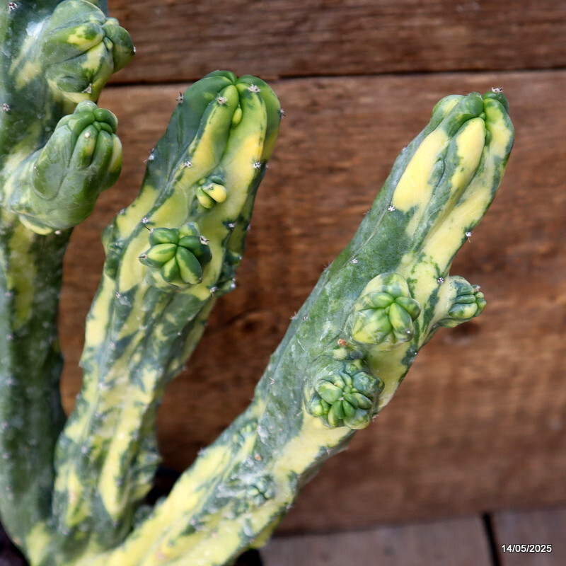 D4120 MYRTILLOCACTUS GEOMETRIZANS VARIEGATED pot12-H31-W14 cm MaMa Cactus