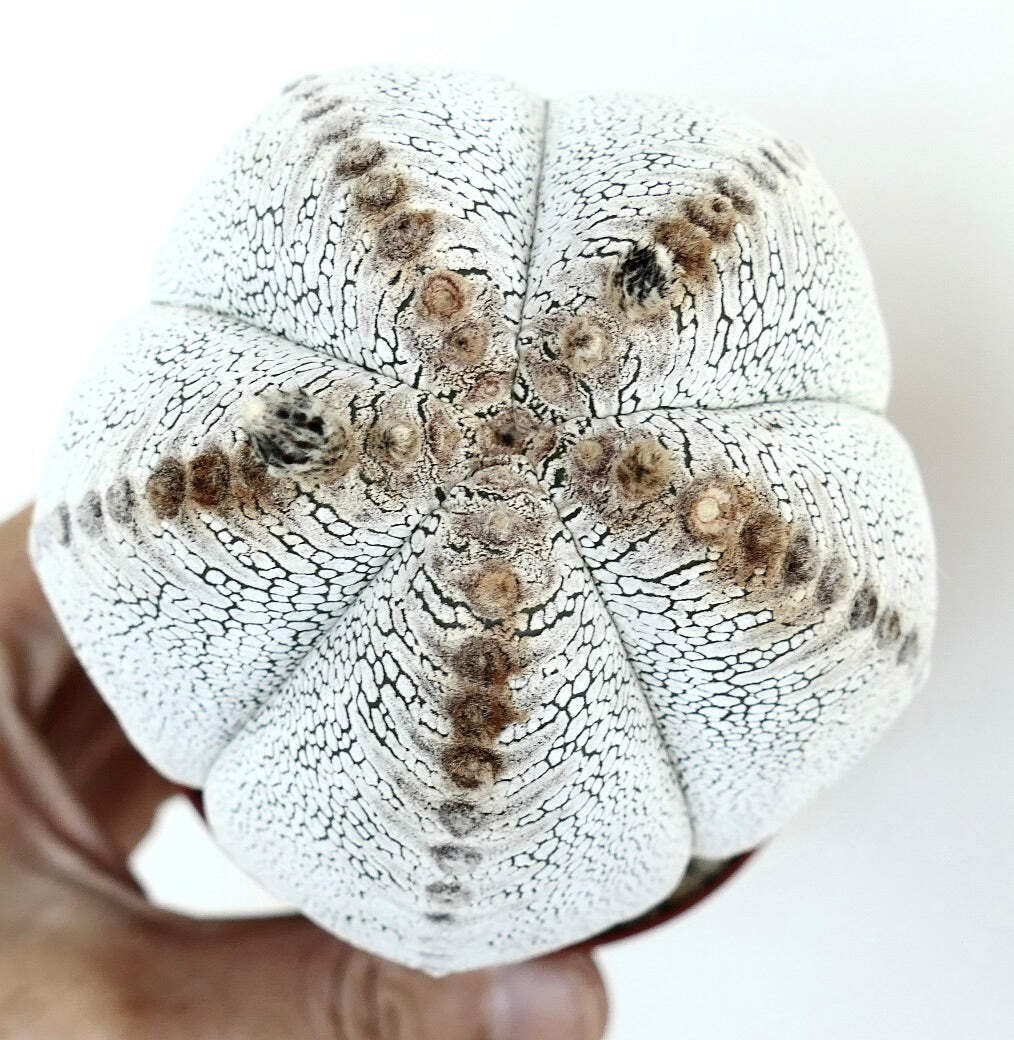 Astrophytum culttivar ONZUKA selected F789 – Star cactus | Bishop’s cap