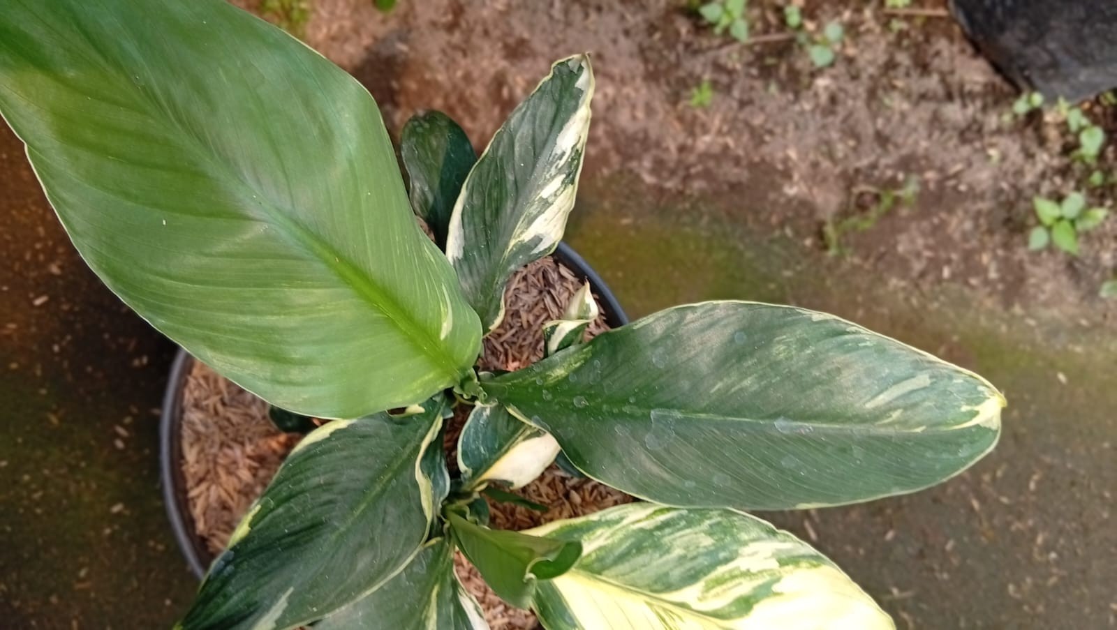 Real Picture Spathiphyllum Sensation White Variegated