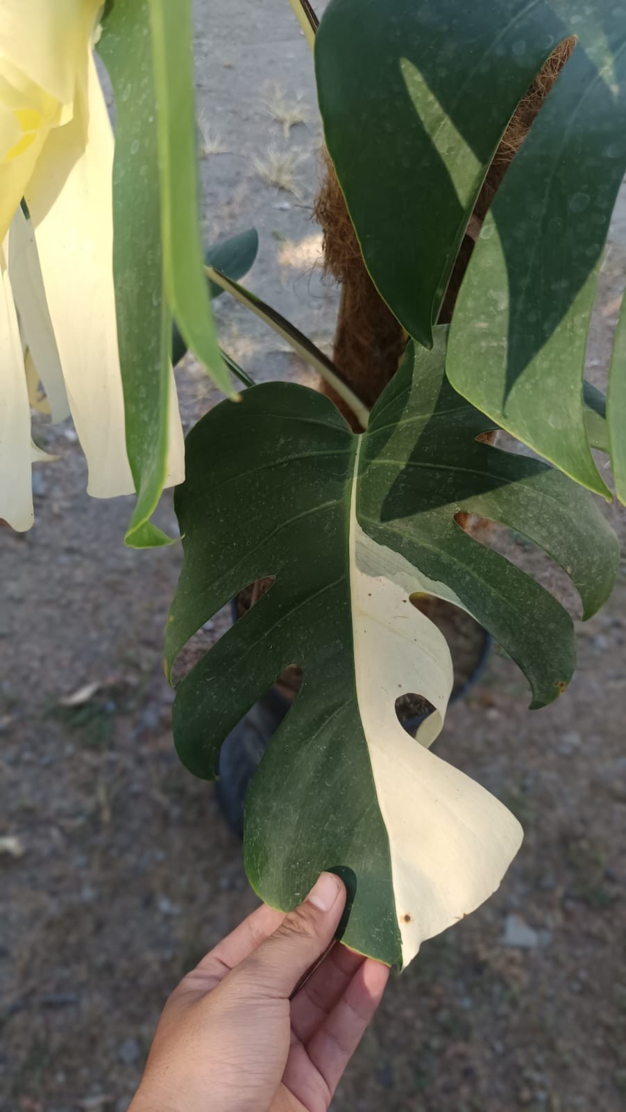 Real Picture Monstera KIng Albo Halfmoon Variegated Big Size 7 Leaves