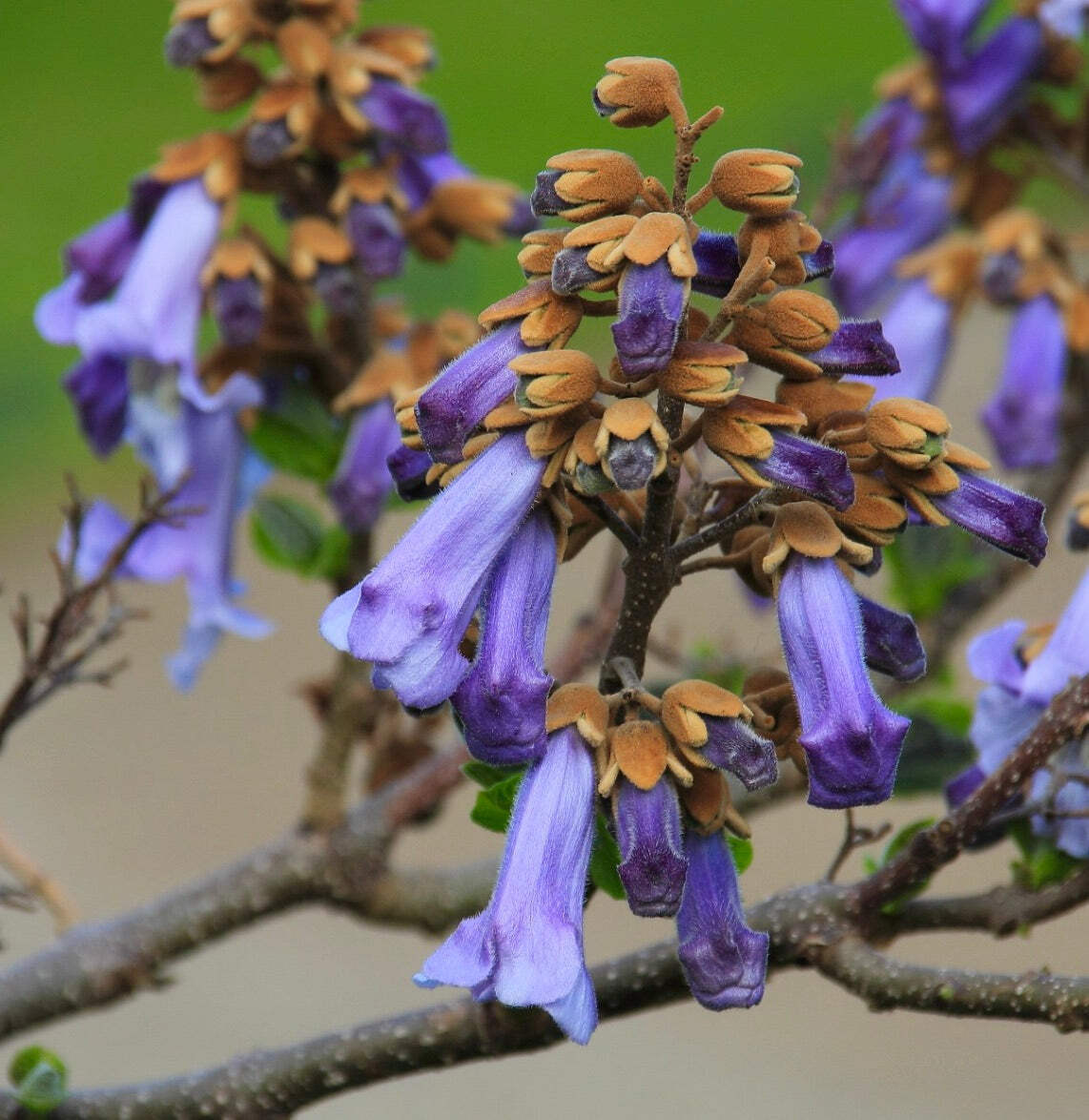 Paulownia tomentosa