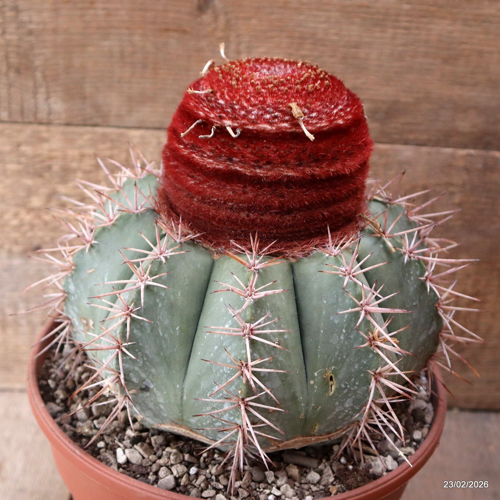 D7901 MELOCACTUS BAHIENSIS pot22-H19-W21 cm MaMa Cactus