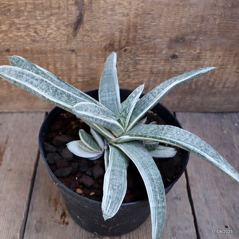 D1768 GASTERIA BATEISIANA VARIEGATED pot18-H15-W31 cm MaMa Cactus