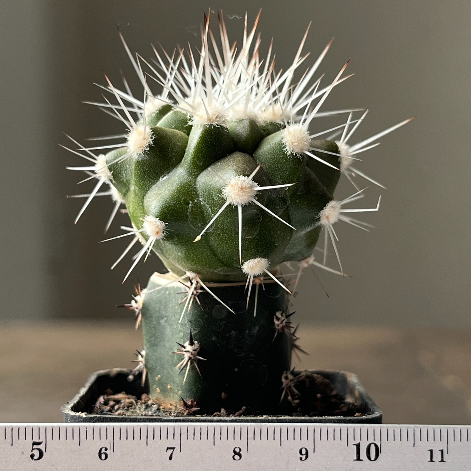 A55-160 Copiapoa cinerea v. albispina, grafted