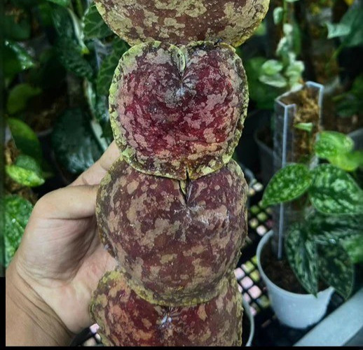 Hoya Imbricata Red Rare Plant