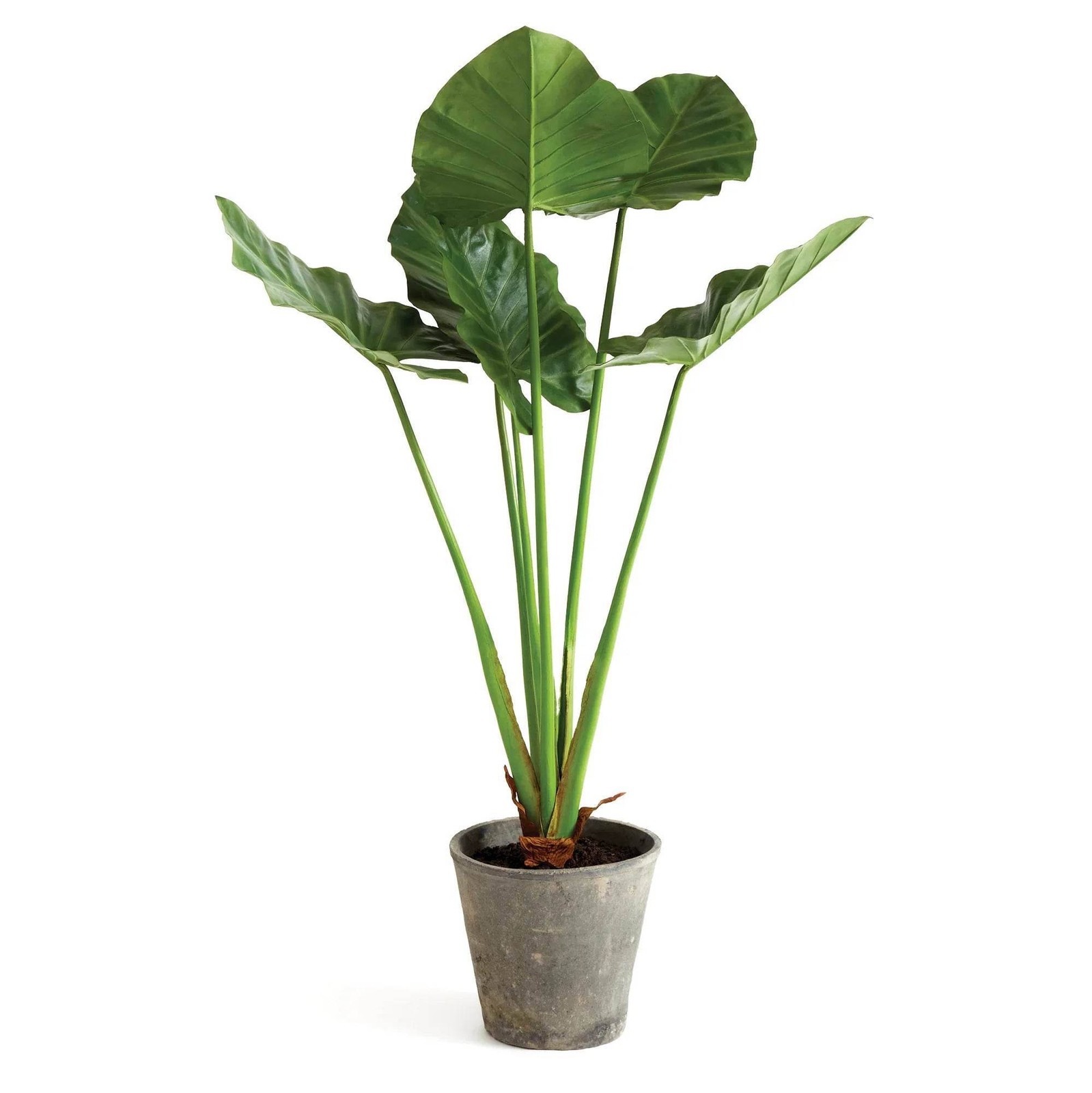 Artificial Elephant Ear Plant – Organic Design, 42″ Tall