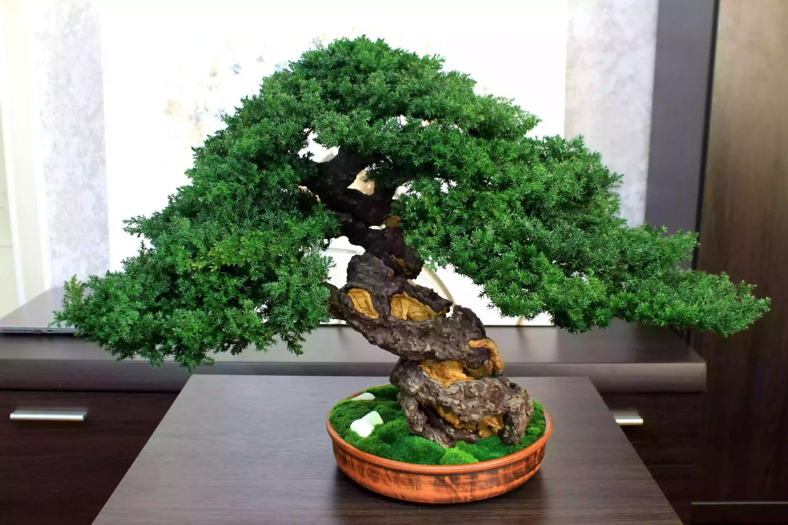 Luxury Preserved Bonsai Tree – Handmade Juniper Zen Sculpture. 49 cm / 19.29″