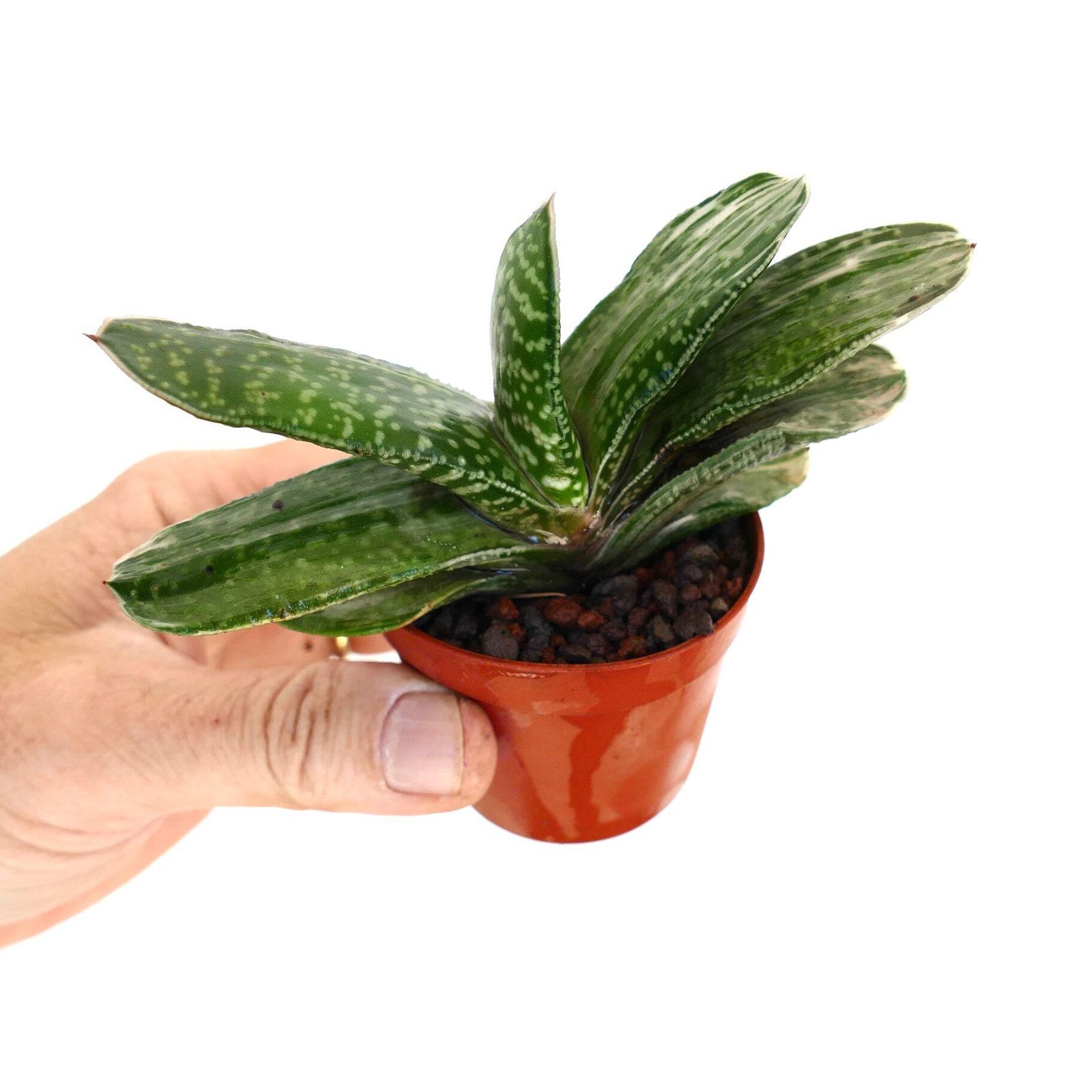 Gasteria Ariso-no-Matsu x Gasteria carinata – Gasteria | Ox-tongue