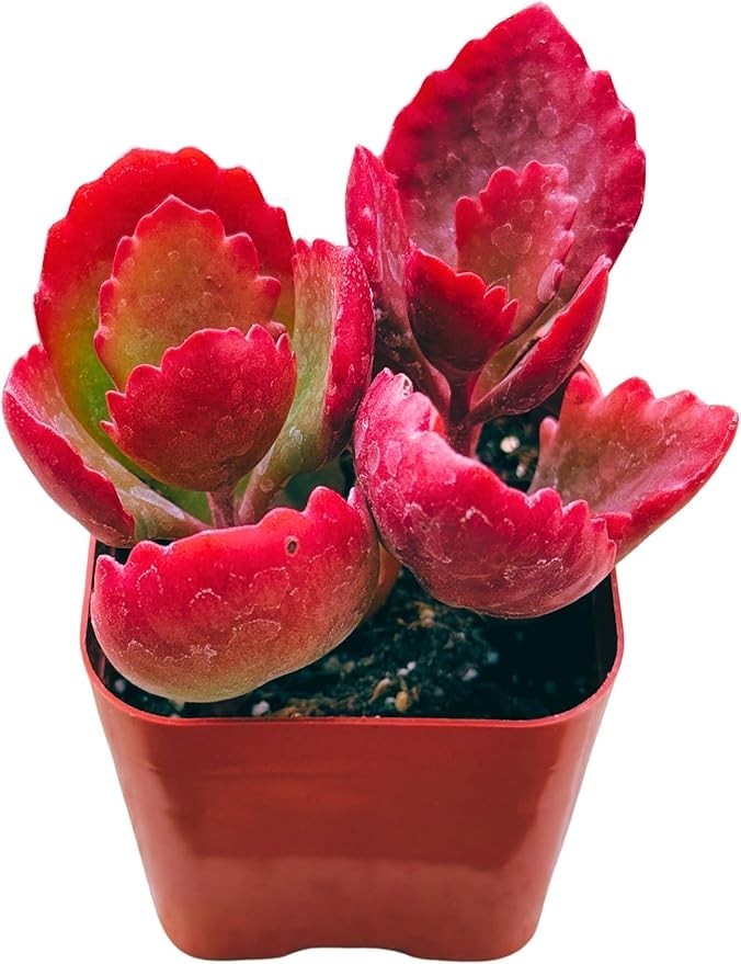 Live Aeonium Succulent Plants 2-4 Inch Fully Rooted in Pots with Soil Home Decor