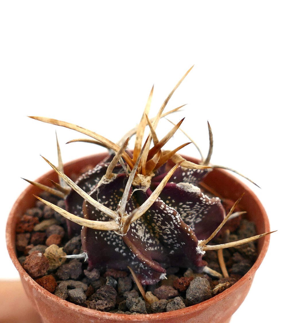 Astrophytum capricorne cv GOLDEN BUFFALO – Goat’s horn cactus | Star cactus