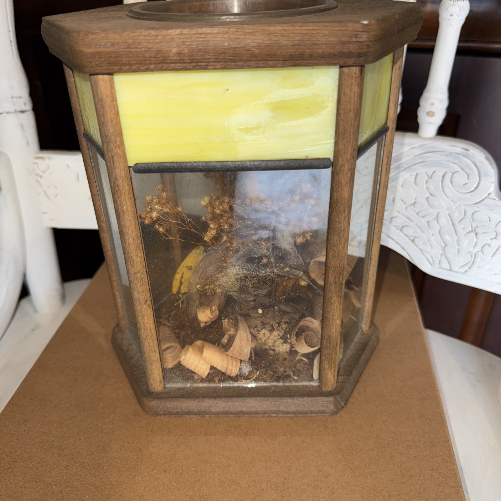 Butterfly Taxidermy Stichophthalma howqua Male Jungle Queen Glass Case Vintage