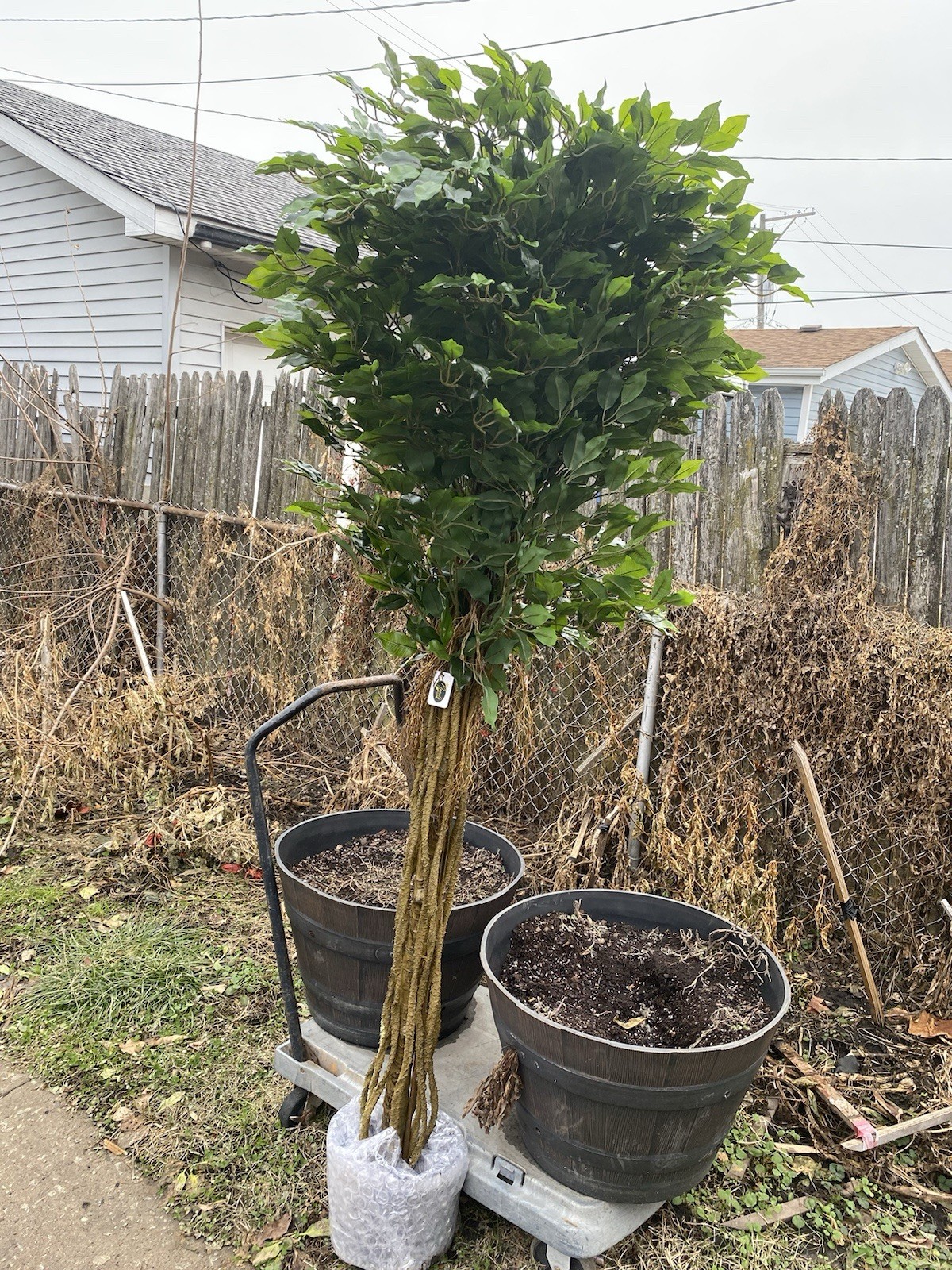 7.5Ft. Ficus Tree UV Resistant (Indoor/Outdoor)