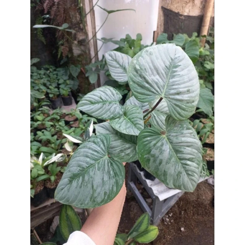Philodendron Sodiroi Unique Live Tropical Exotic Plant Rare PL128