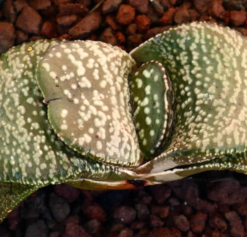 Gasteria armstrongi cv. ‘Diamond KIng’ – Armstrong’s gasteria | Armstrong gaster