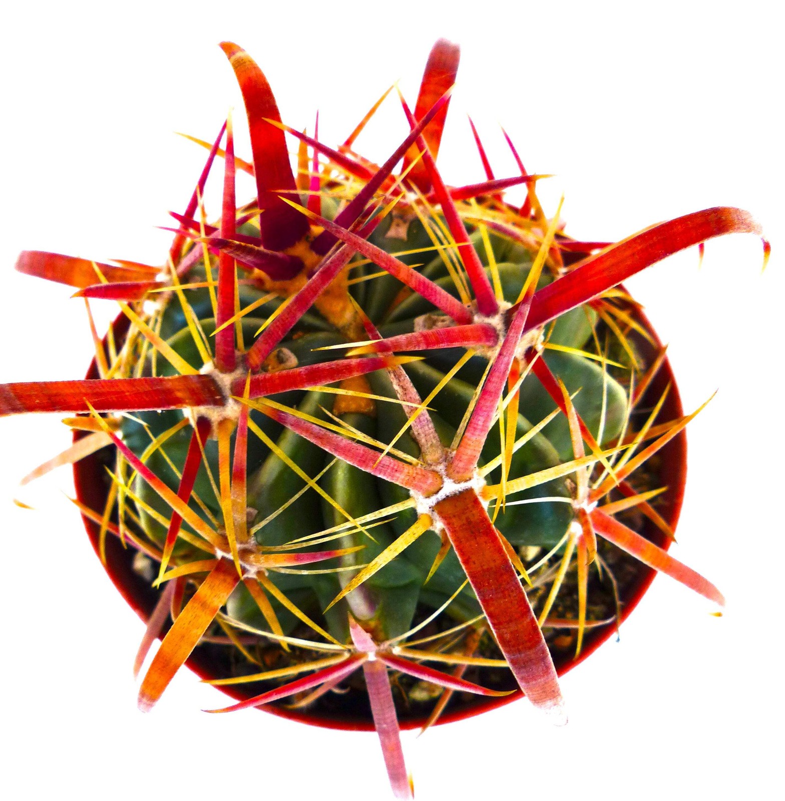 Ferocactus latispinus 10 SEEDS – Rare Cactus SEEDS