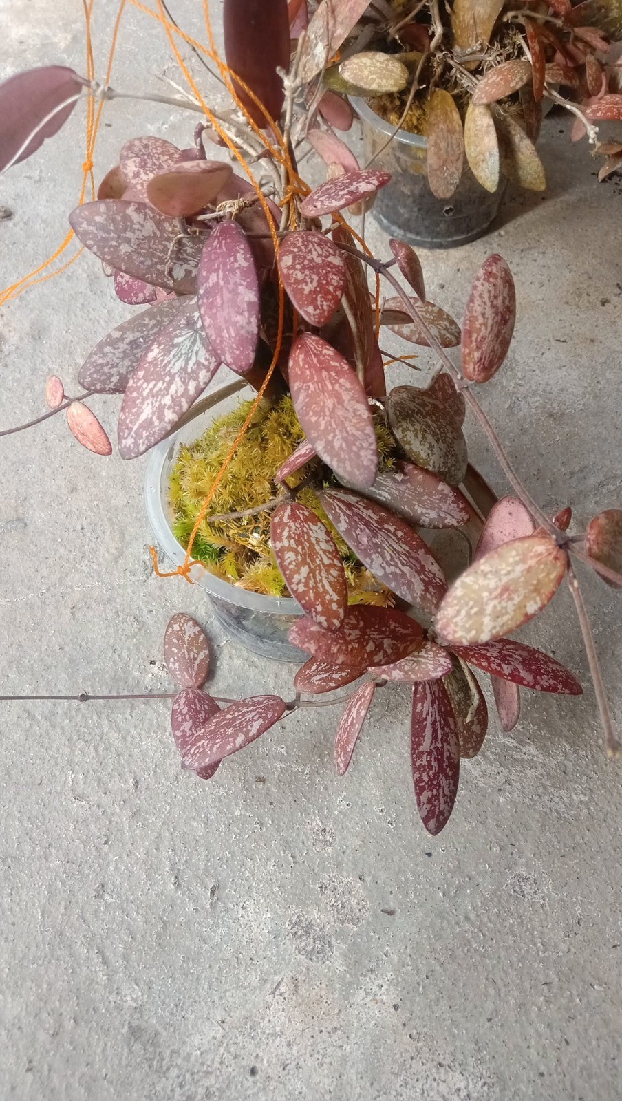 Hoya Aff Sigillatis Red Sp Borneo Big Size Rare Tropical Wax Plant