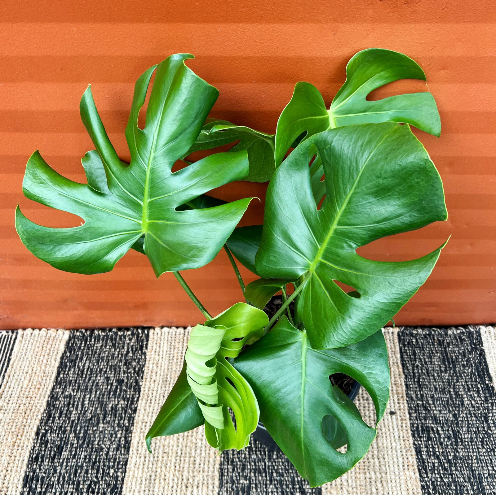 Large Monstera Deliciosa Tropical Split Leaf Plant 10″ Pot Indoor & Outdoor