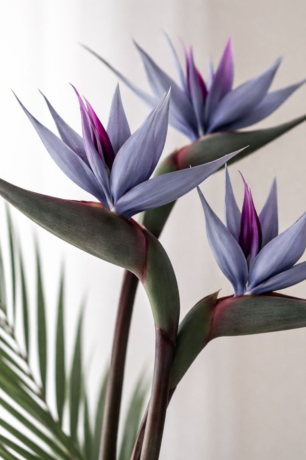 Bird of Paradise Stems Set of 3 Faux Tropical Flowers 30 Inch Tall Moody Blue Pu