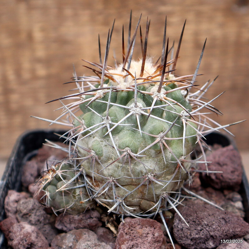 D3764 COPIAPOA CALDERANA pot10-H8-W7 cm MaMa cactus